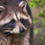 Top raccoon background Download