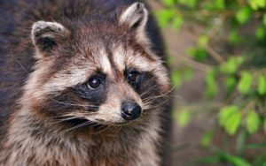 Top raccoon background Download