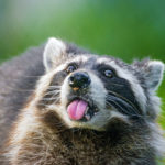 Top raccoon background HD Download