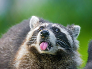 Top raccoon background HD Download