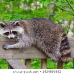 Download raccoon background HD