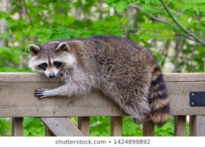 Download raccoon background HD