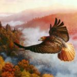 Download red tailed hawk wallpaper HD