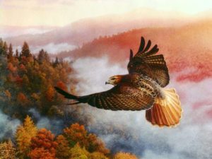 Download red tailed hawk wallpaper HD