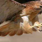 Download red tailed hawk wallpaper HD