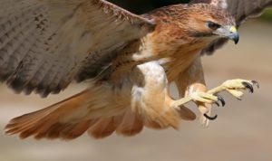 Download red tailed hawk wallpaper HD