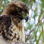 Top red tailed hawk wallpaper HD Download