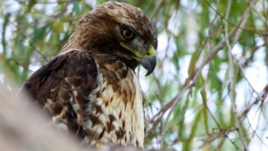 Top red tailed hawk wallpaper HD Download