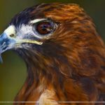 Top red tailed hawk wallpaper HD Download