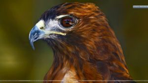 Top red tailed hawk wallpaper HD Download