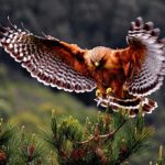 Download red tailed hawk wallpaper HD