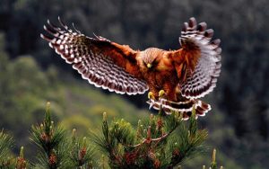 Download red tailed hawk wallpaper HD