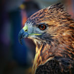 Top red tailed hawk wallpaper free Download