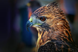 Top red tailed hawk wallpaper free Download