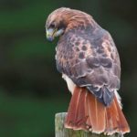 Download red tailed hawk wallpaper HD