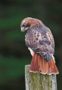 Download red tailed hawk wallpaper HD