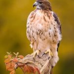 Top red tailed hawk wallpaper HD Download