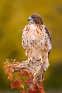 Top red tailed hawk wallpaper HD Download