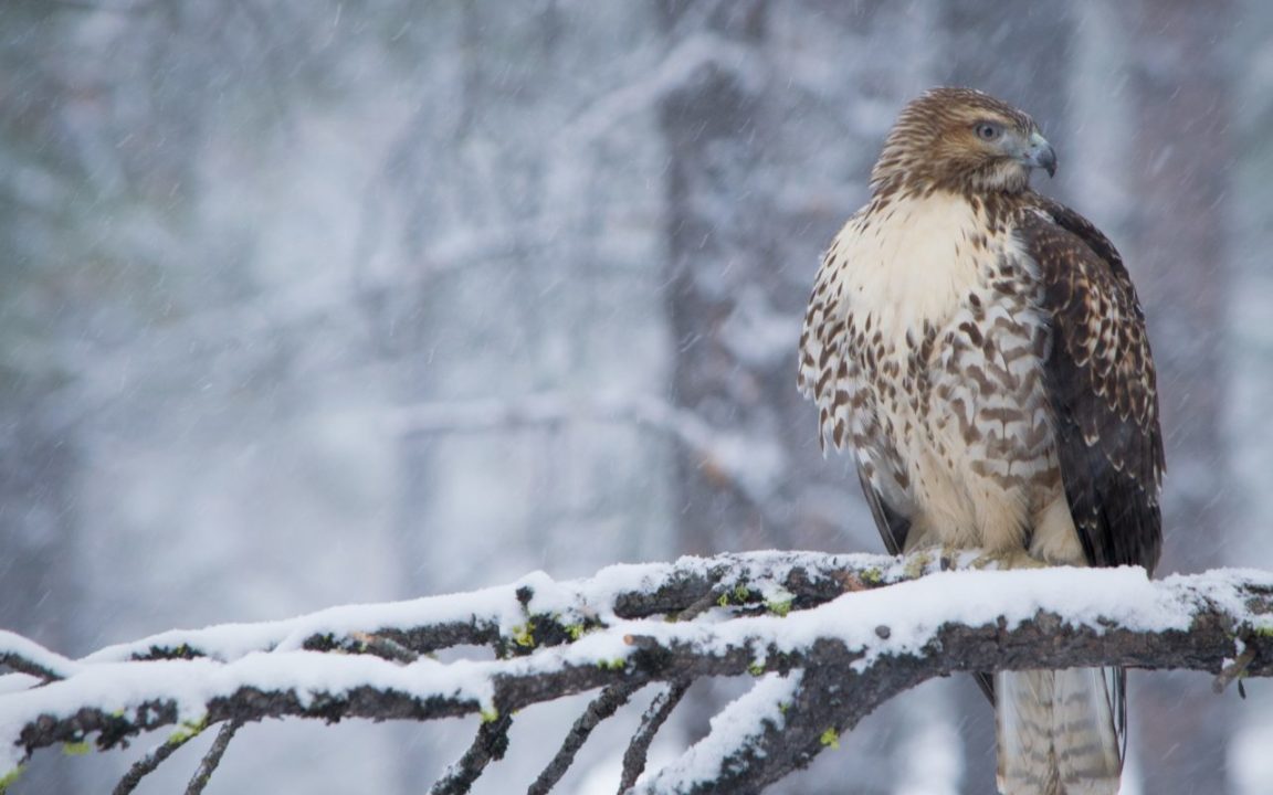 Top red tailed hawk wallpaper Download