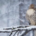 Top red tailed hawk wallpaper Download