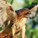 Top red tailed hawk wallpaper HD Download