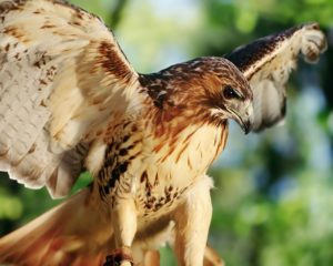 Top red tailed hawk wallpaper HD Download