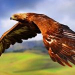 Download red tailed hawk wallpaper HD