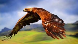 Download red tailed hawk wallpaper HD