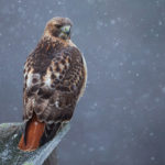 Top red tailed hawk wallpaper free Download