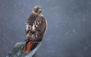 Top red tailed hawk wallpaper free Download