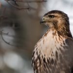 Download red tailed hawk wallpaper HD