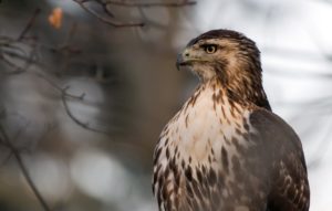 Download red tailed hawk wallpaper HD