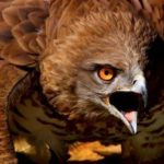 Top red tailed hawk wallpaper HD Download