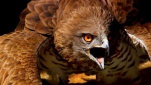 Top red tailed hawk wallpaper HD Download