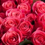 Top rose bouquet wallpaper Download