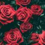 Top rose wallpaper 4k Download