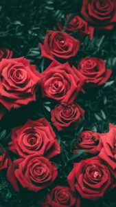 Top rose wallpaper 4k Download