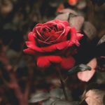 Top rose wallpaper Download