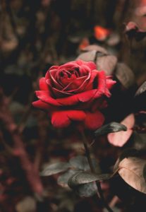 Top rose wallpaper Download