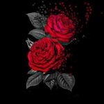 Top rose wallpaper HD Download
