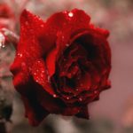 Download rose wallpaper HD