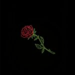 Top rose wallpaper free Download