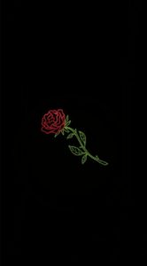 Top rose wallpaper free Download