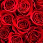 Top rose wallpaper 4k Download