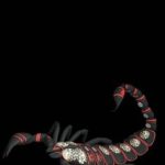 Download scorpion wallpaper HD