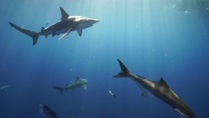 Top shark in photo background 4k Download