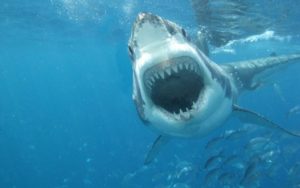 Top shark in photo background Download