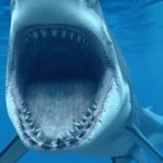 Top shark in photo background HD Download