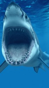 Top shark in photo background HD Download