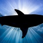 Download shark in photo background HD